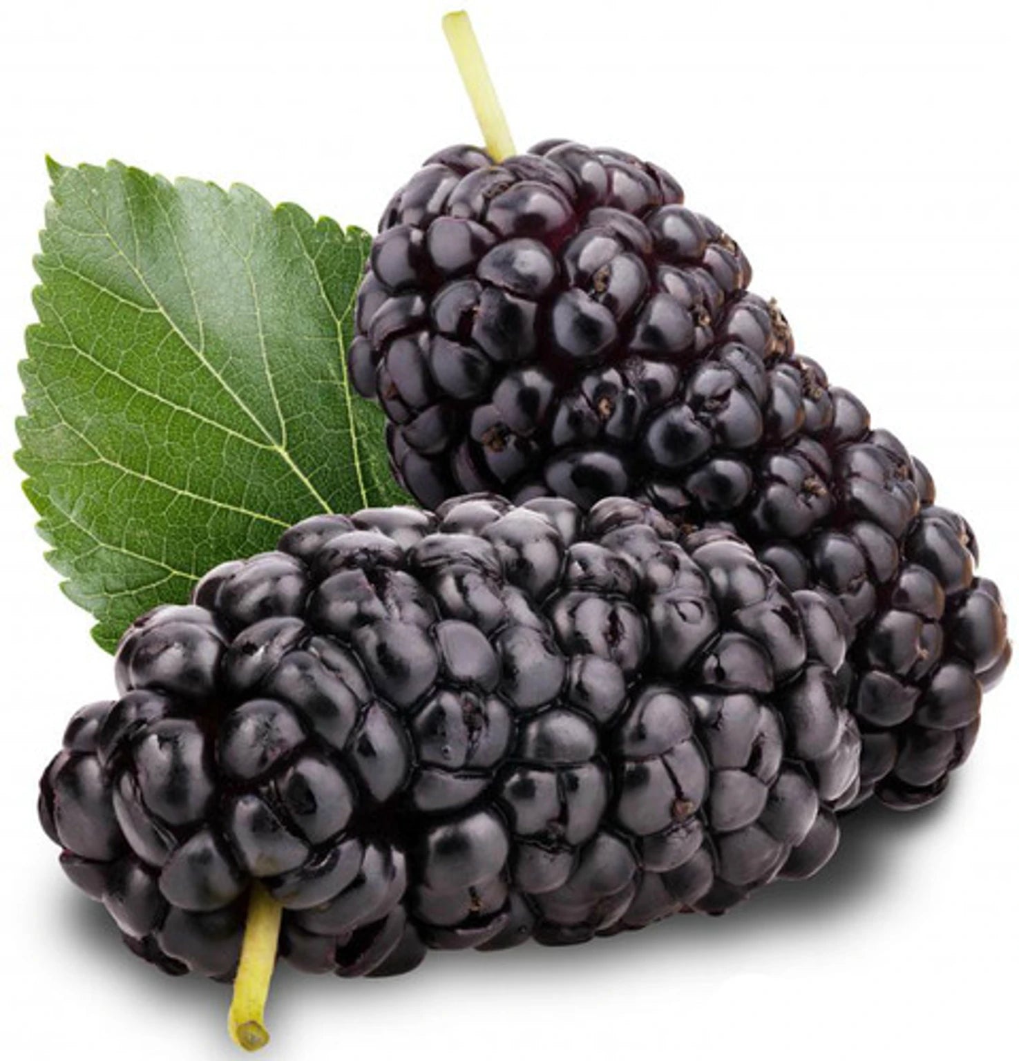 MULBERRY