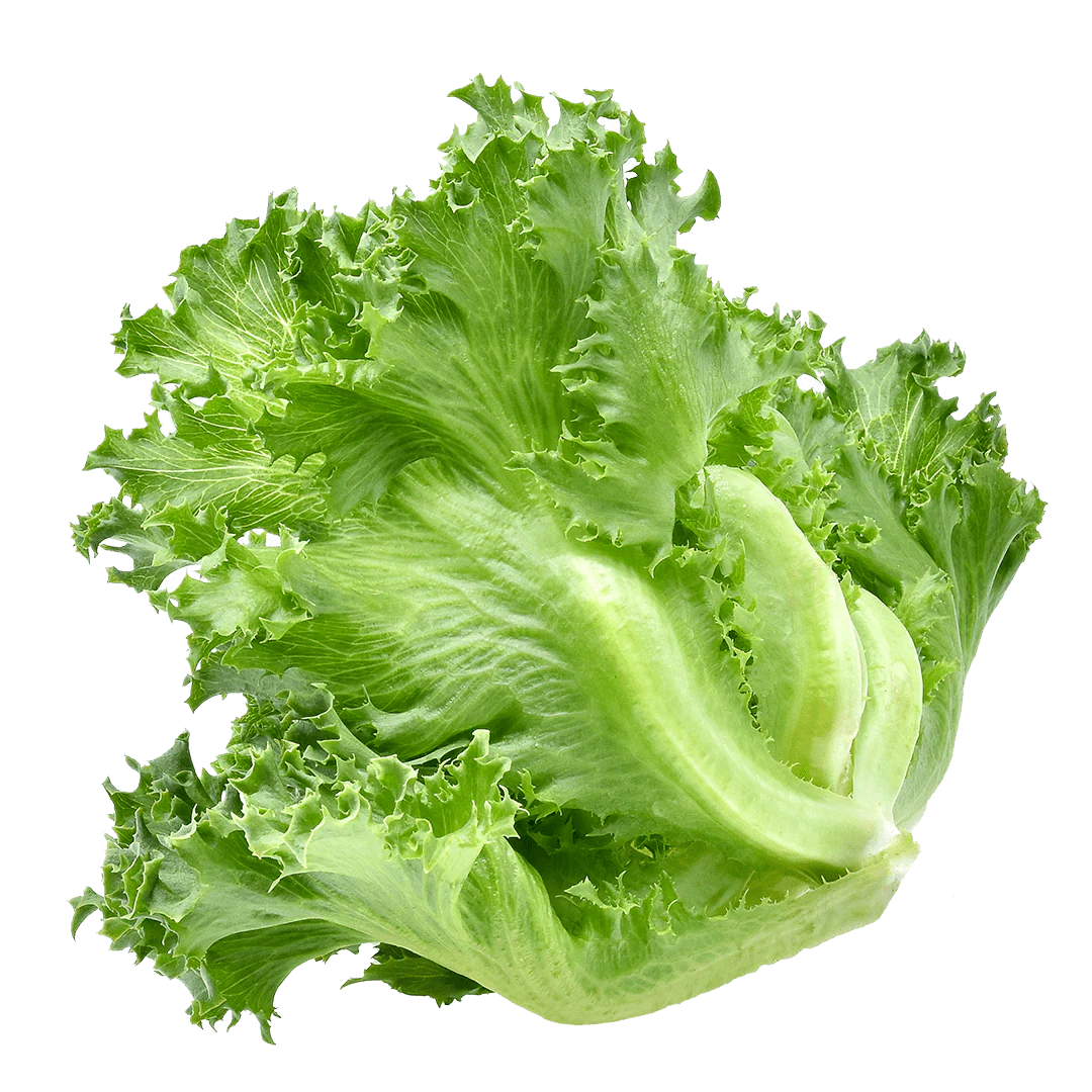 LETTUCE