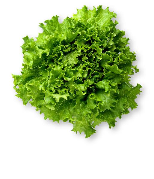 LETTUCE GREEN