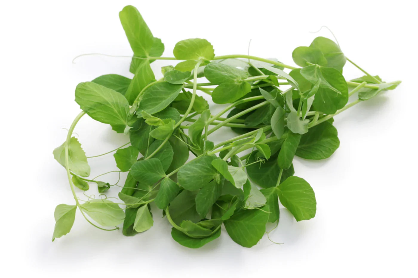 GREEN PEA MICROGREENS