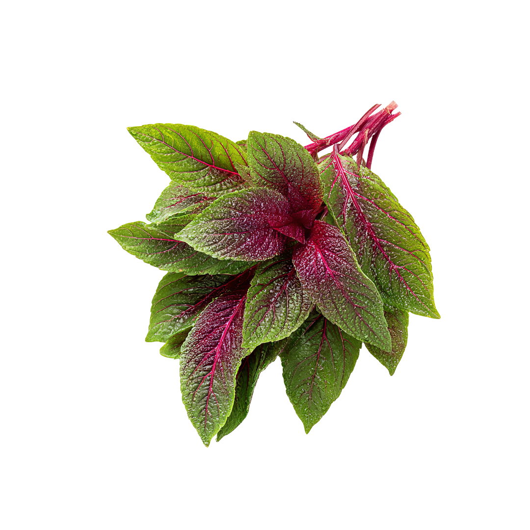 Amaranthus (Red Dhantu)