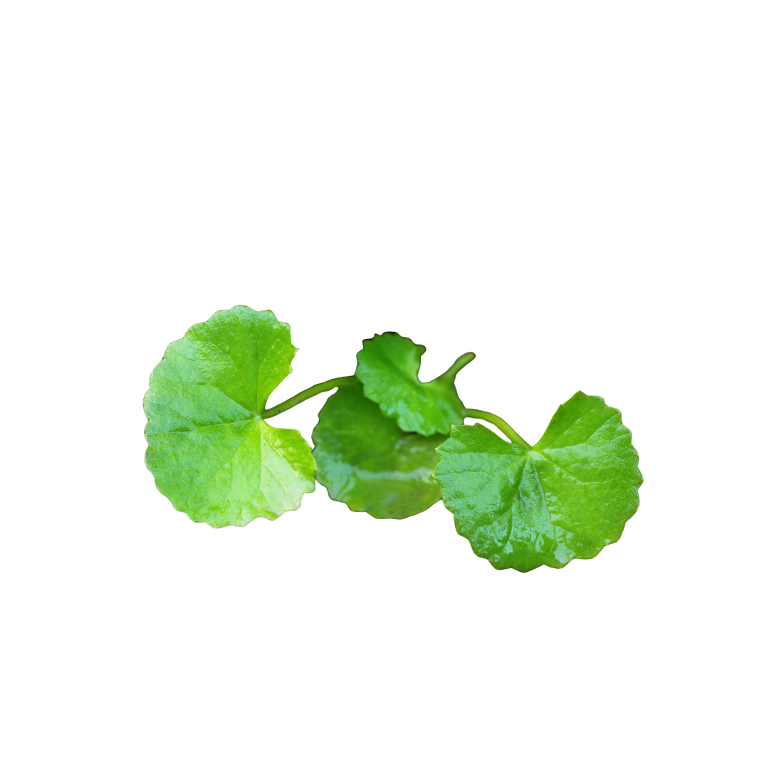 BRAHMI LEAVES / VANDHELAGA