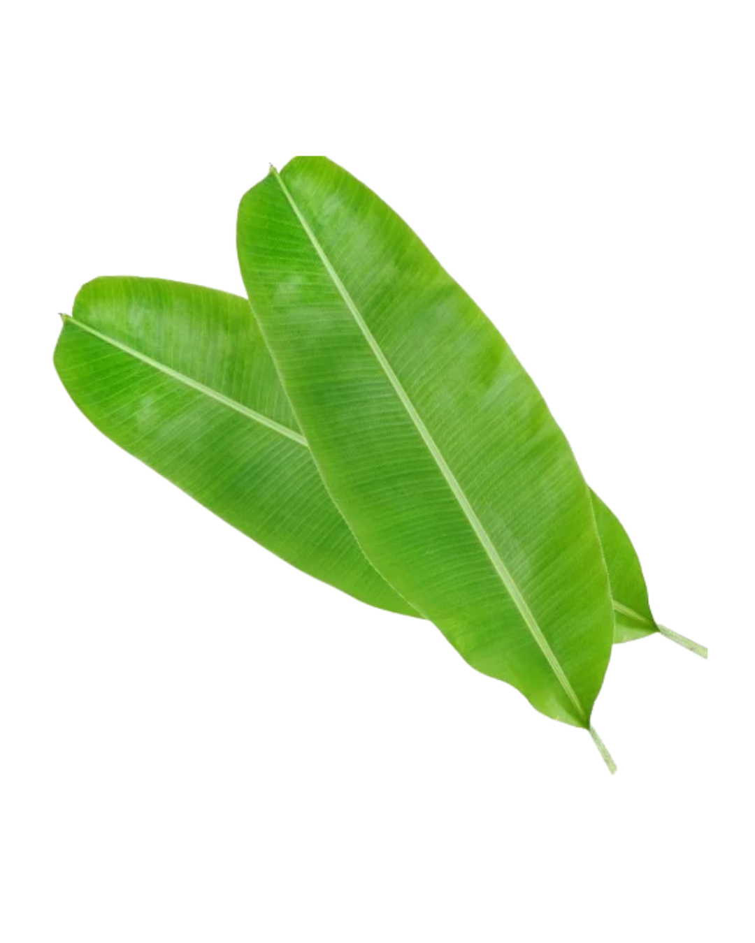 Banana Leaves
