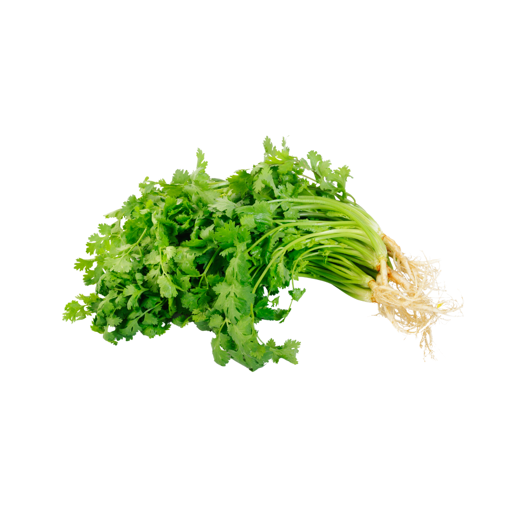 CORIANDER LEAVES