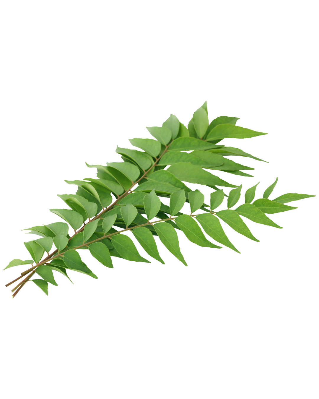 Curry Leaves