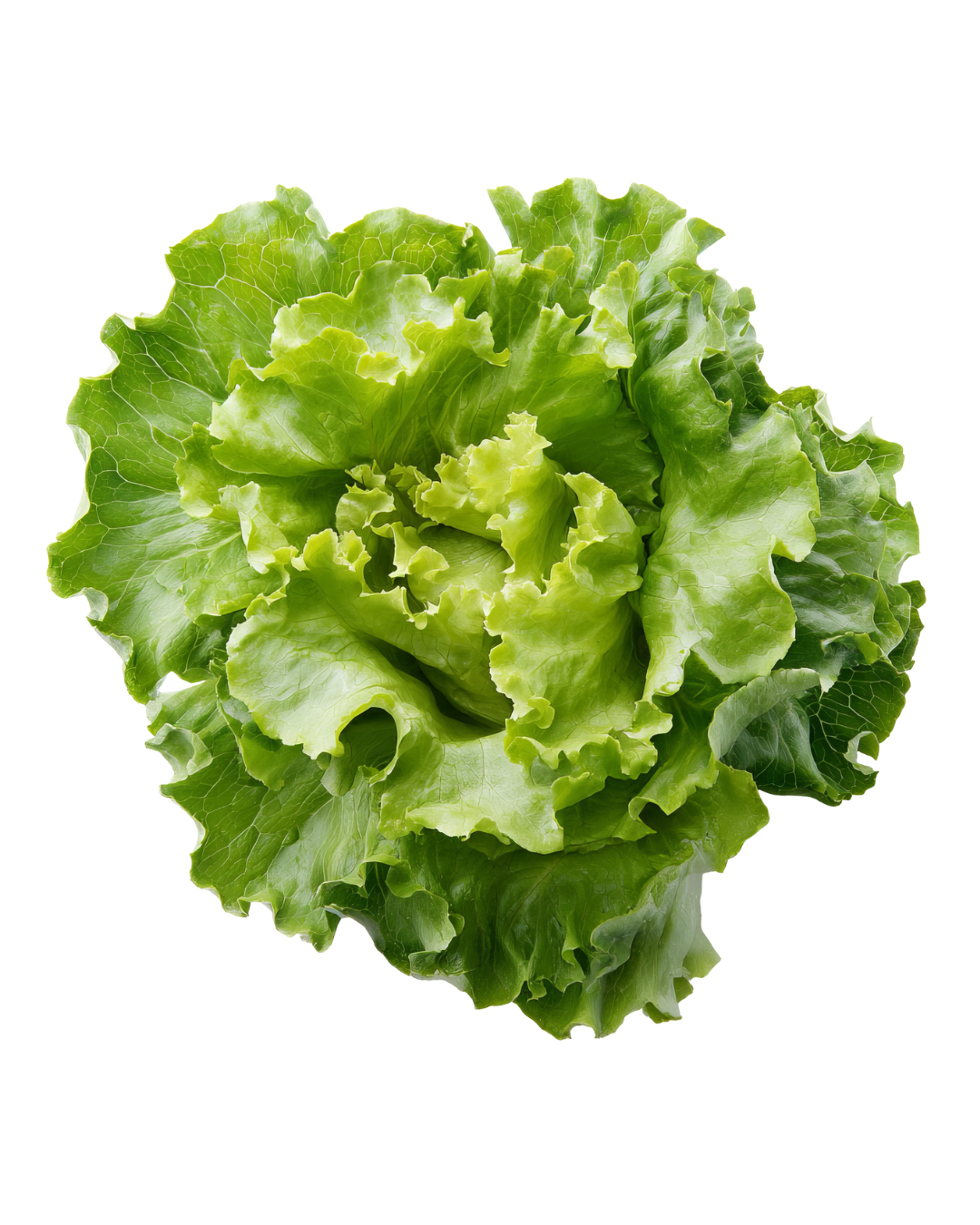 LETTUCE GREEN