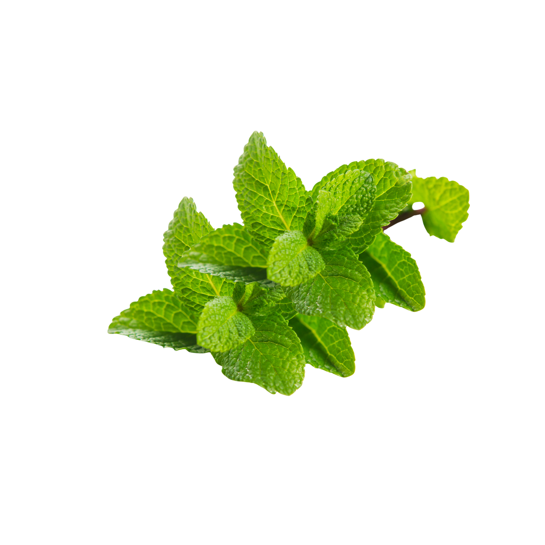 MINT (PUDINA)