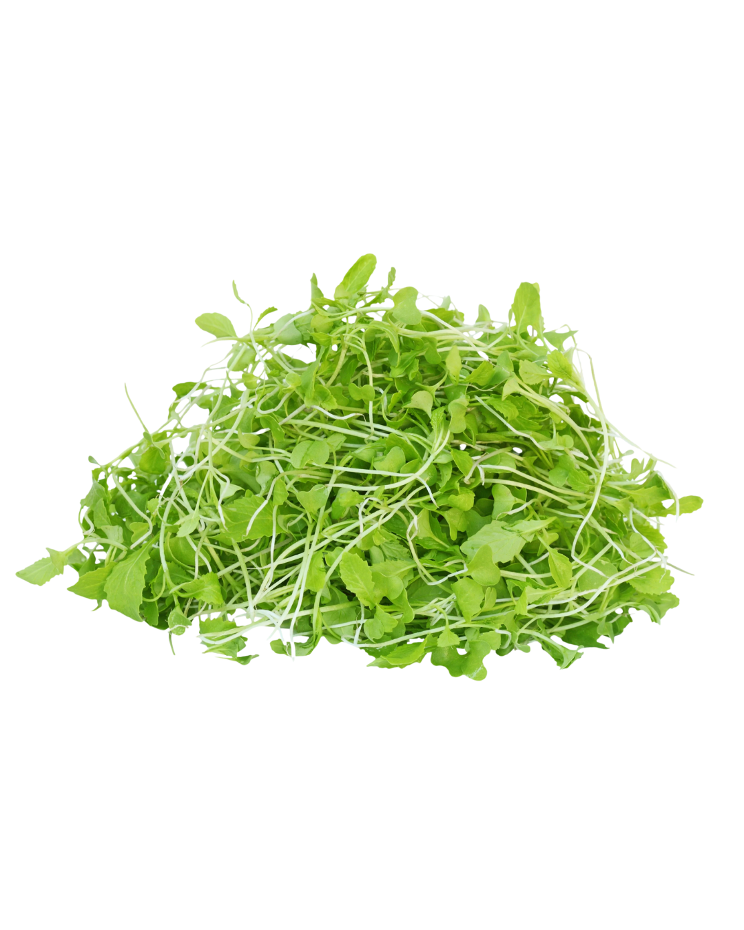 MUSTARD MICROGREENS