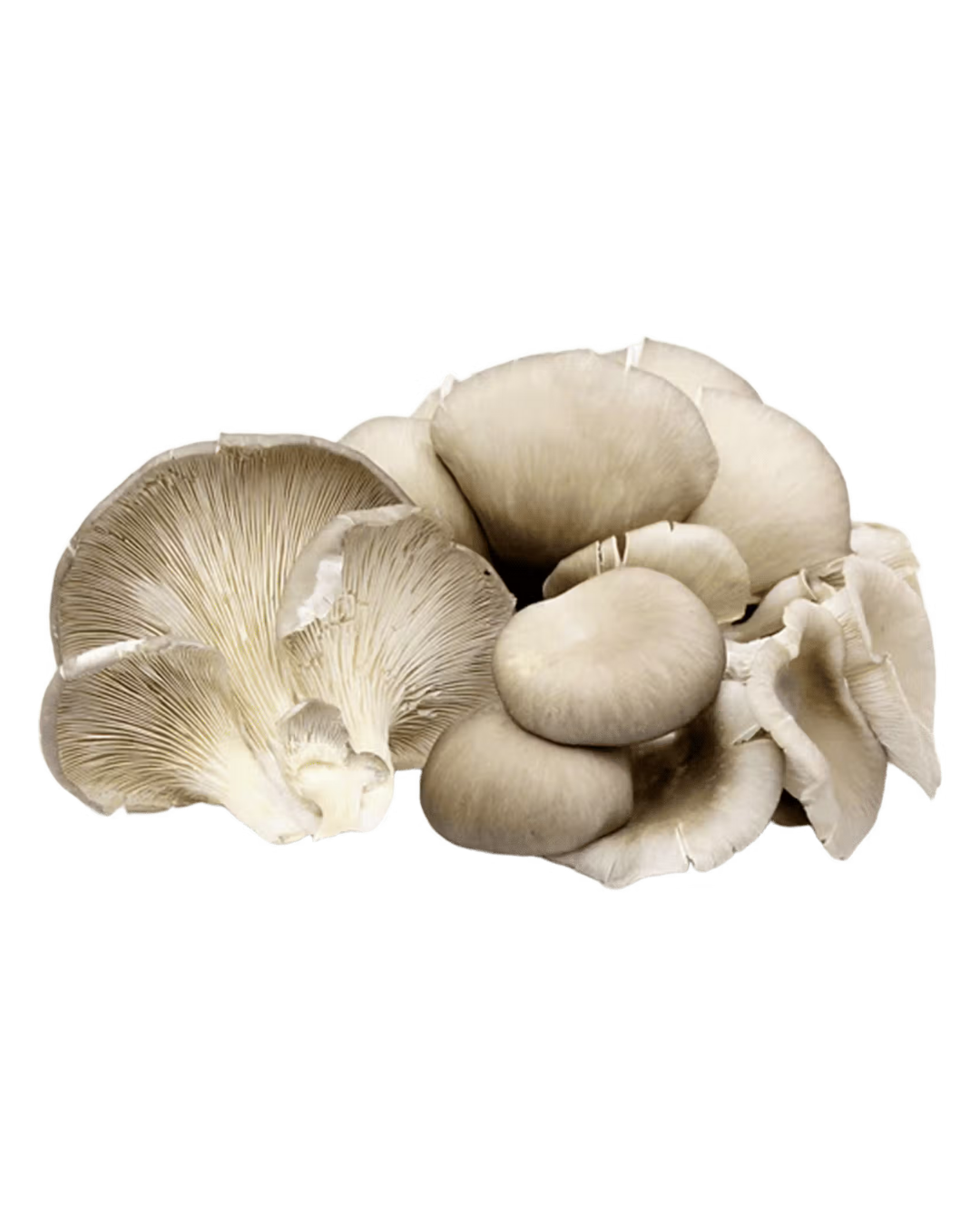 OYSTER MUSHROOM