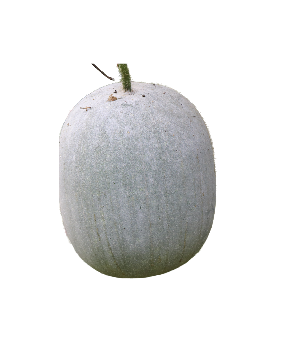Pumpkin White