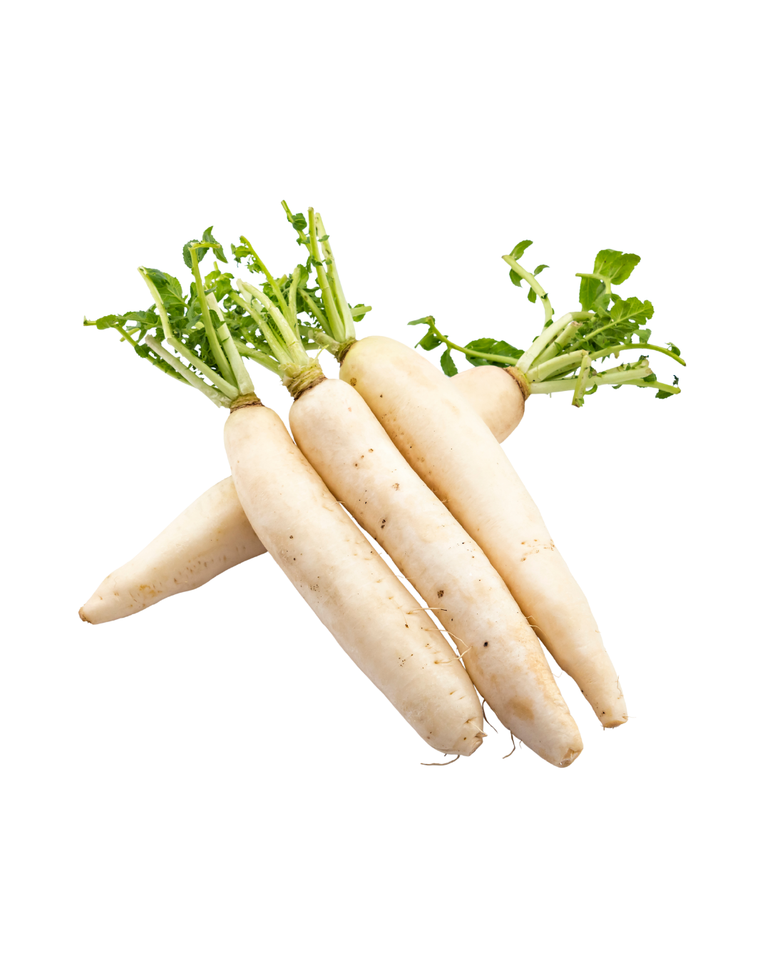 Radish