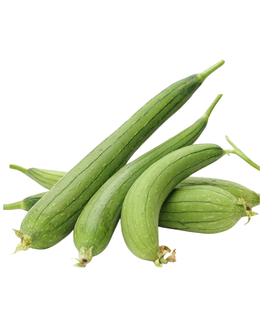 SPONGE GOURD