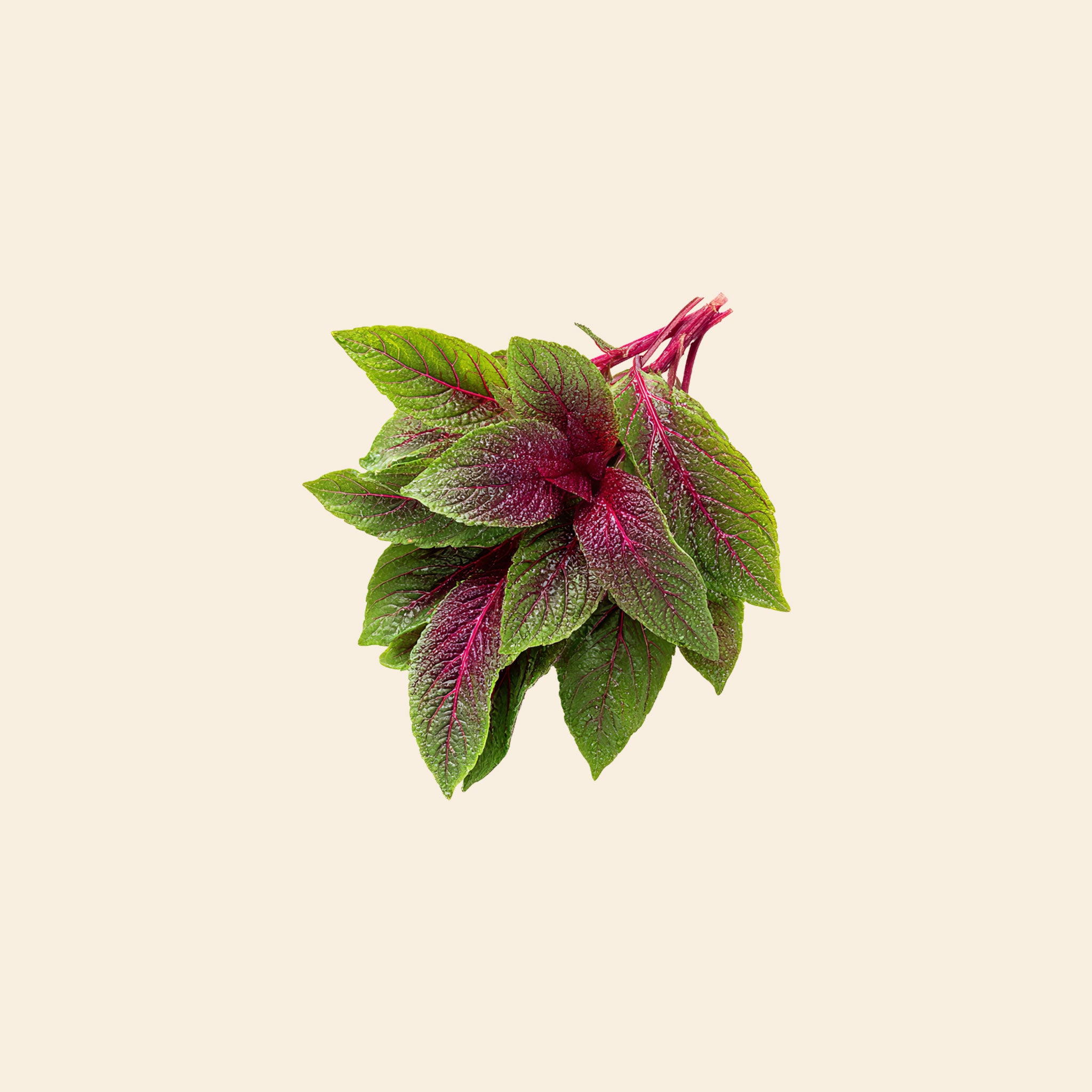Amaranthus (Red Dhantu)