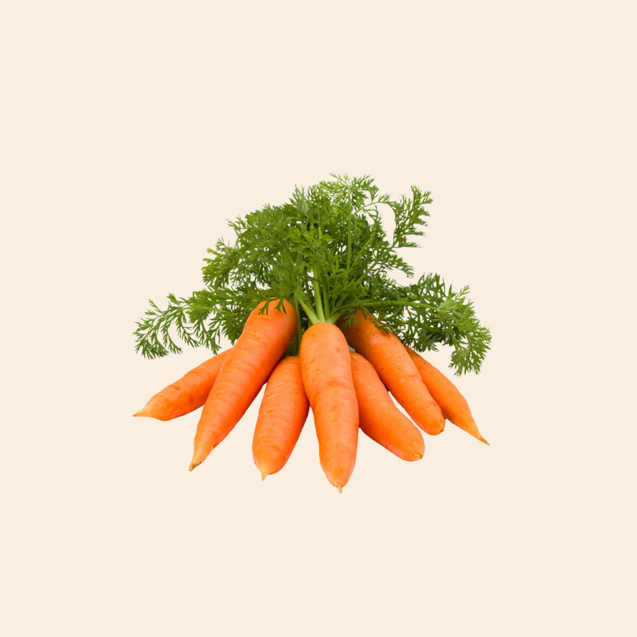 Carrot Ooty