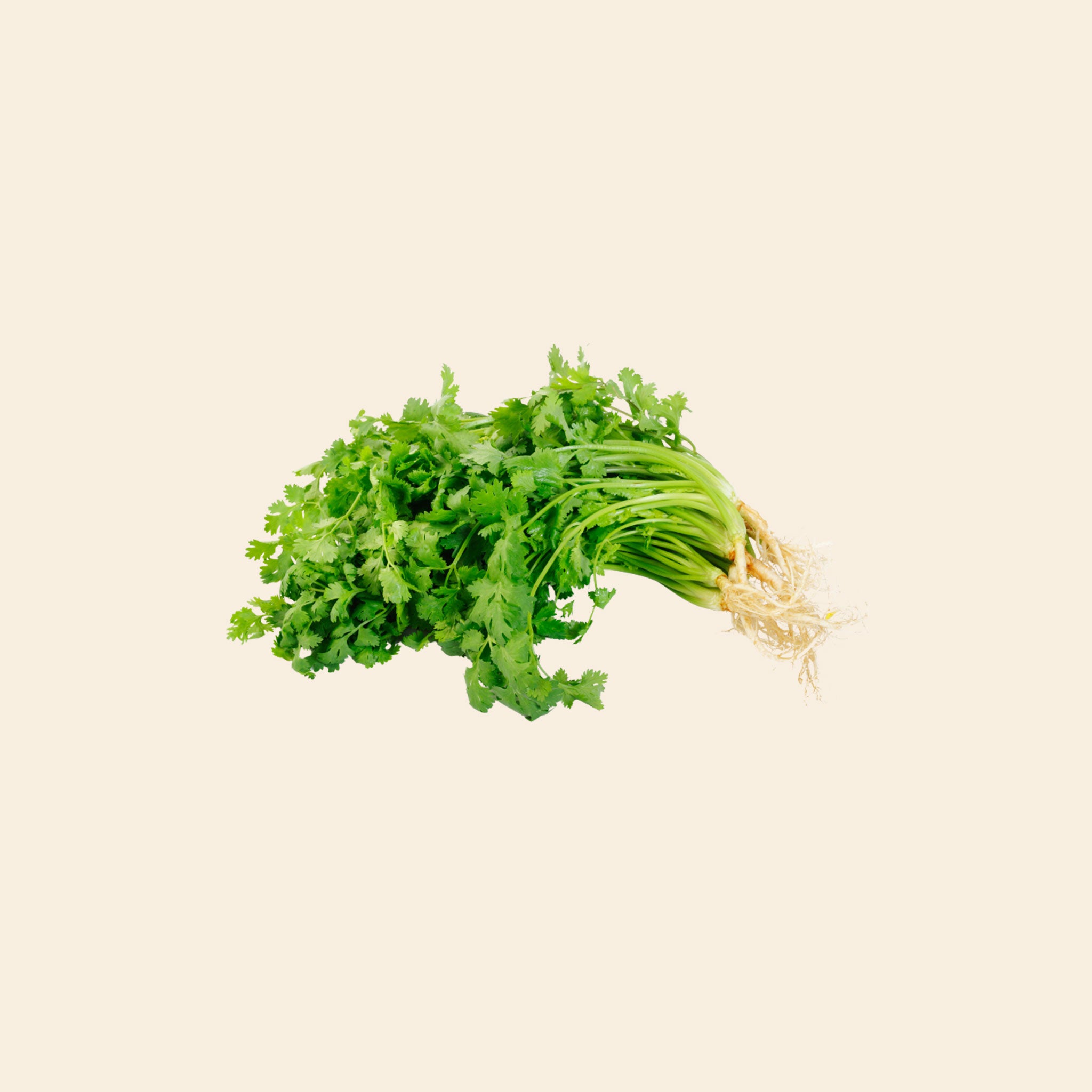 Coriander Leaves