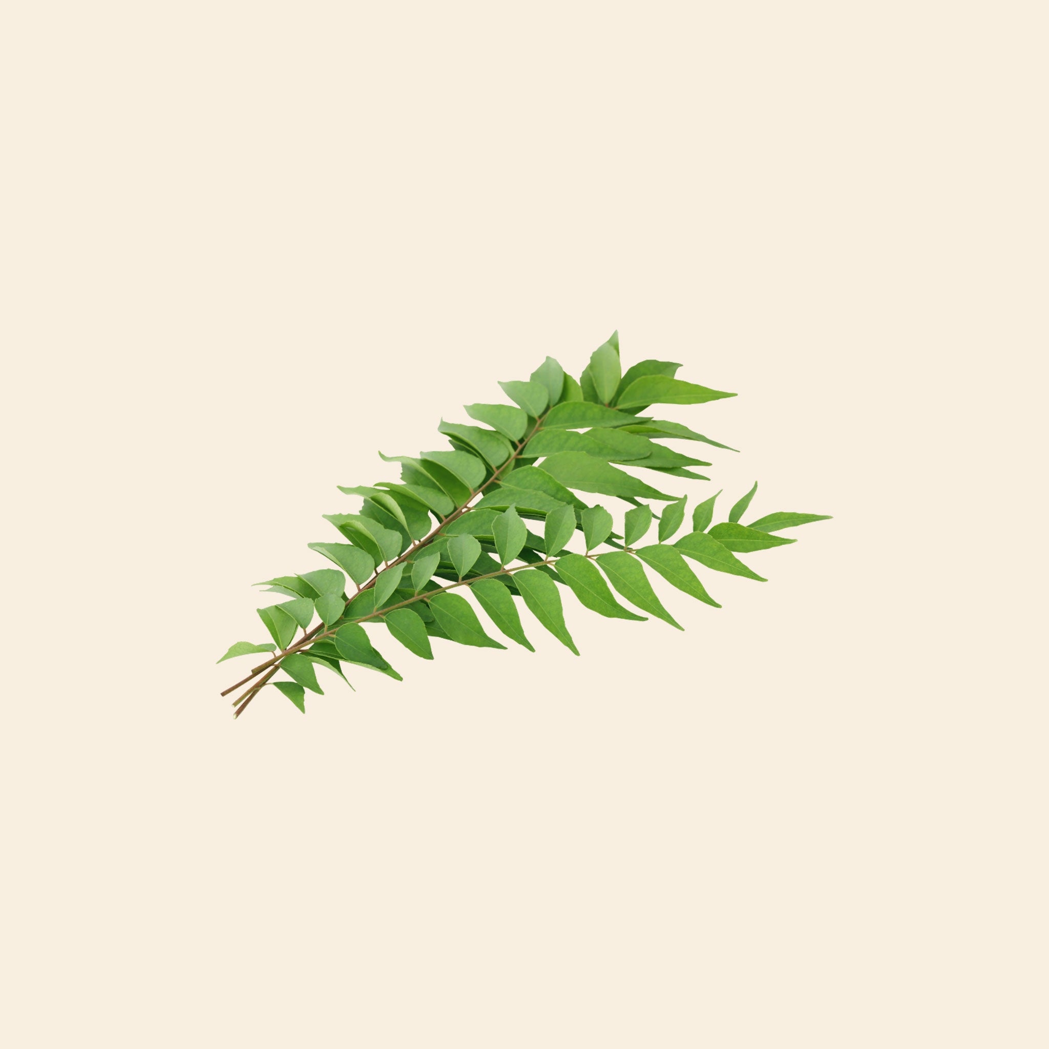 Curry Leaves