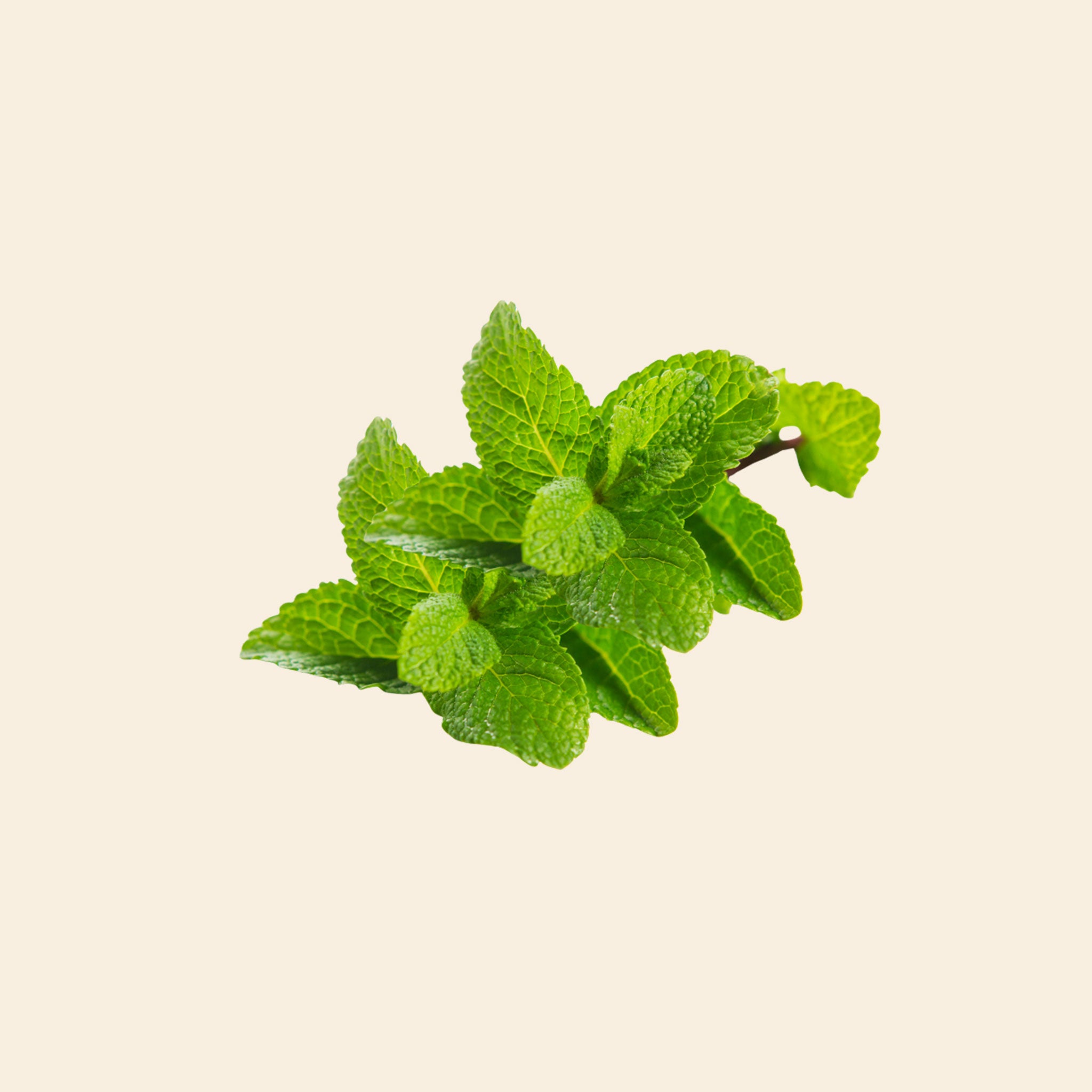 Mint (Pudina)