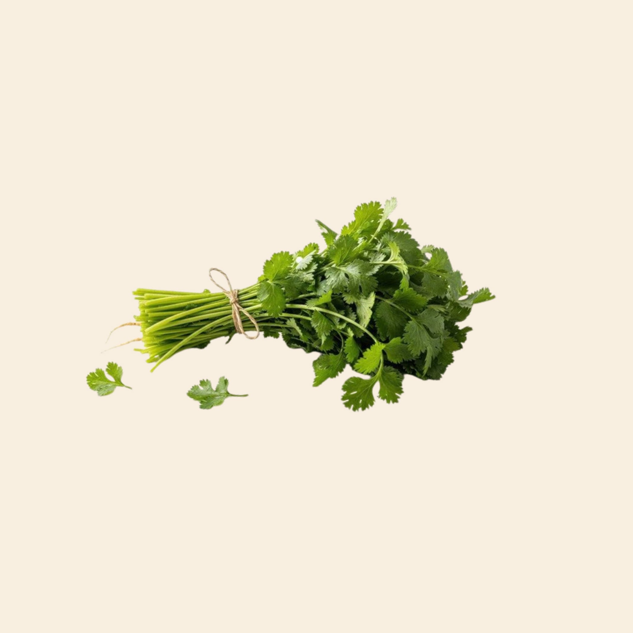 Nati Coriander Leaves