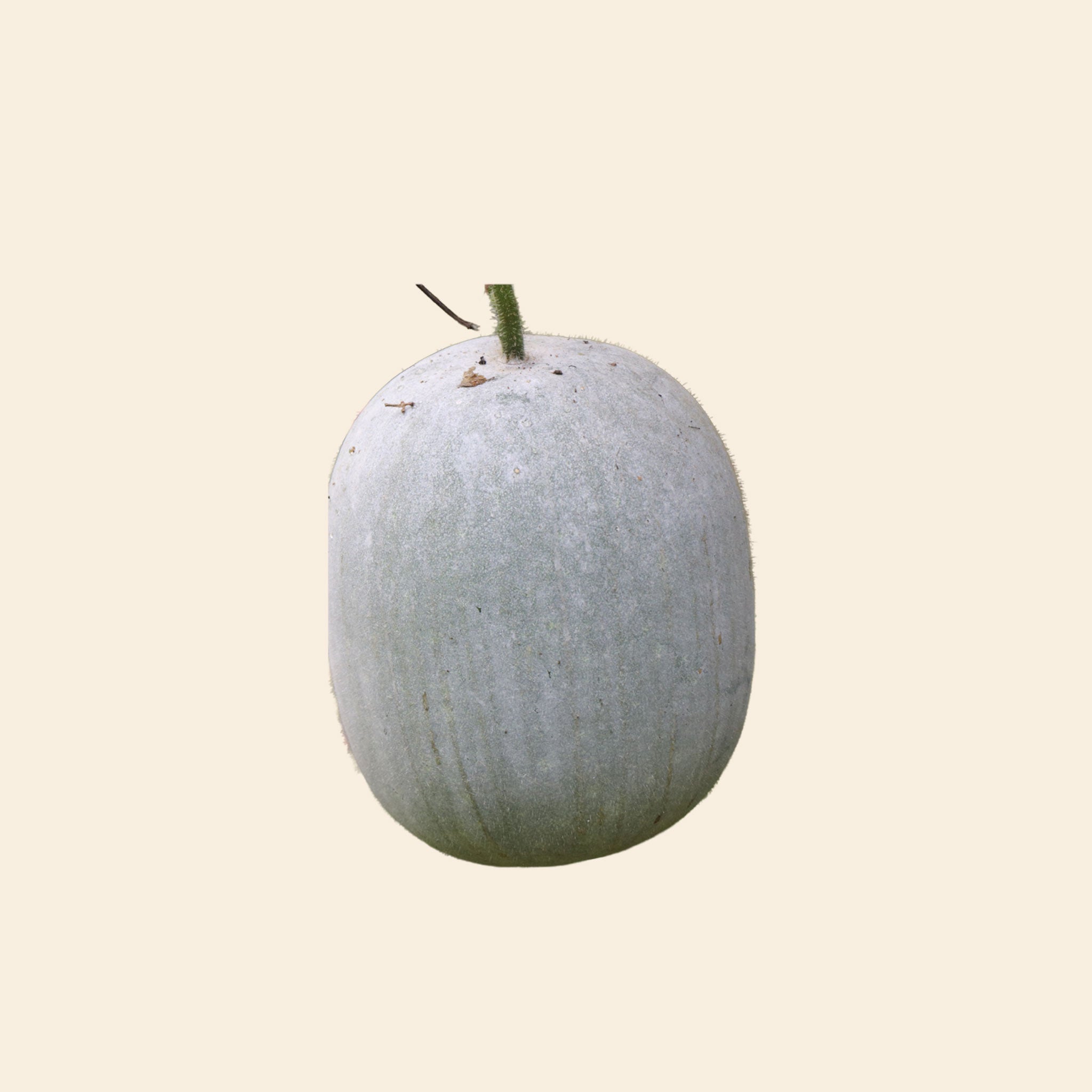 Pumpkin White