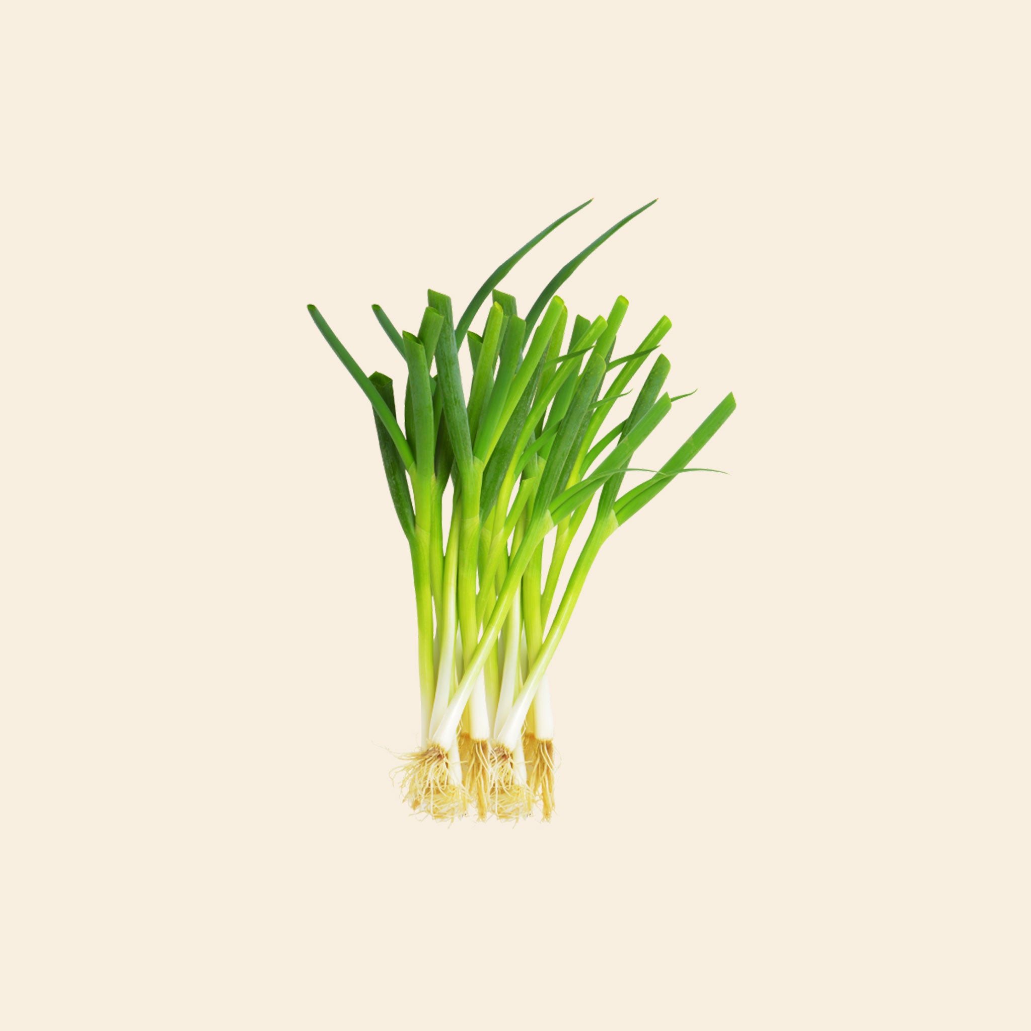 Spring Onion